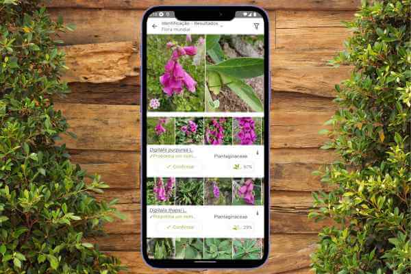 aplicativo-para-identificar-plantas